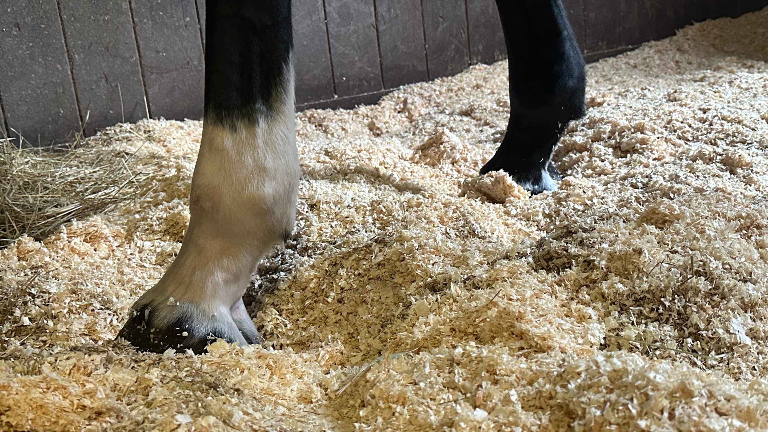 Cavallo sulla lettiera di truciolo