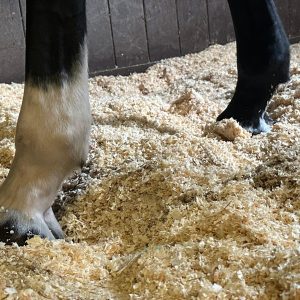 Cavallo sulla lettiera di truciolo
