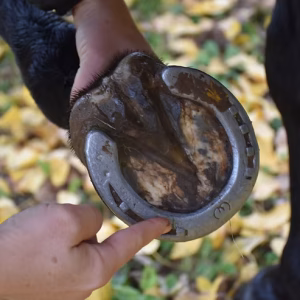 Zoccolo di cavallo con ferratura corretta, ben posizionata e adattata alla forma dello zoccolo